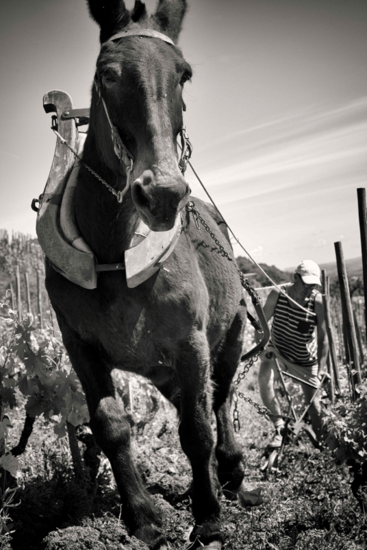 Masterclass Domaine Alain Voge – Cornas & Saint-Peray 1