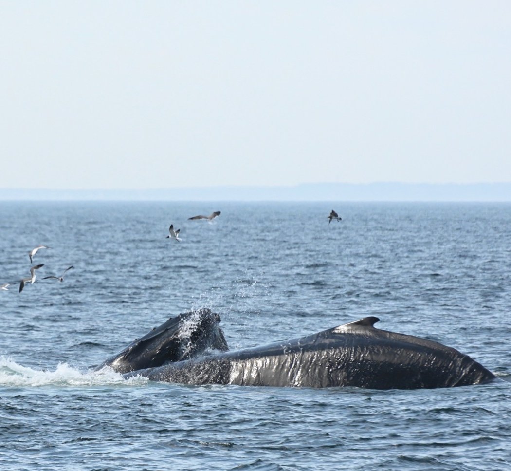 Gerry E. Studds/Stellwagen Bank National Marine Sanctuary 2