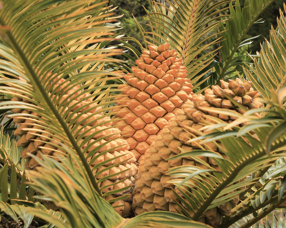 Discovery Station: Cycads 1