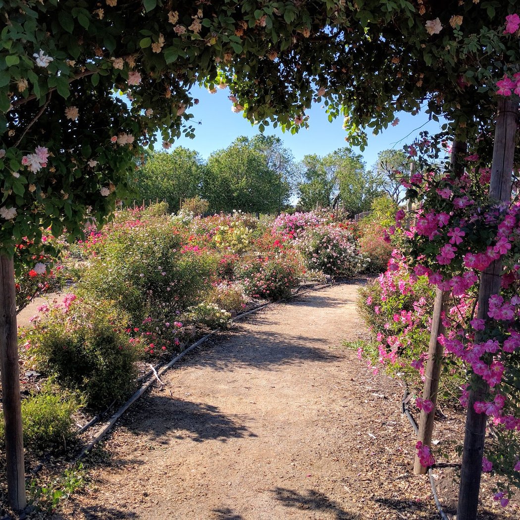 Volunteer in the Heritage Rose Garden 1