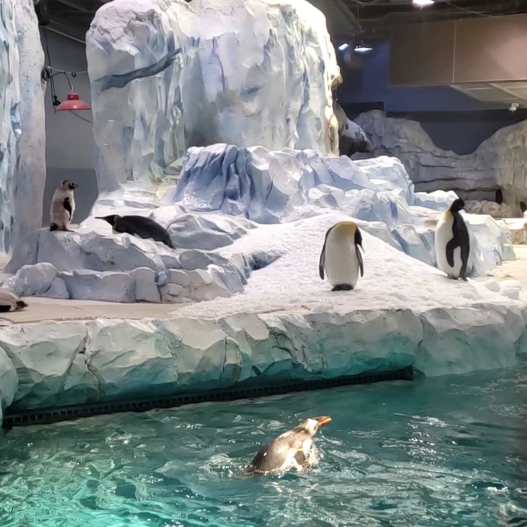 Detroit Zoo 4