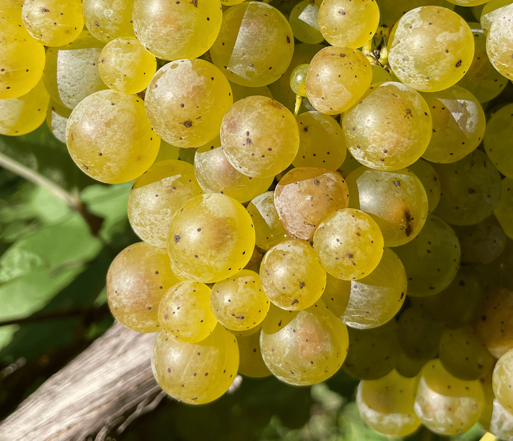 Atwater Vineyards, LLC 2