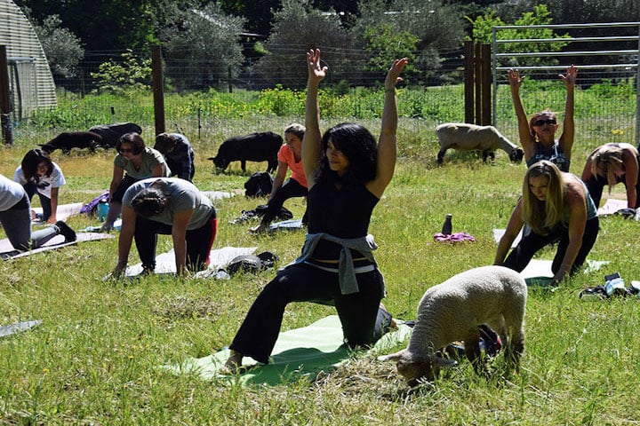 Lamb Yoga 1