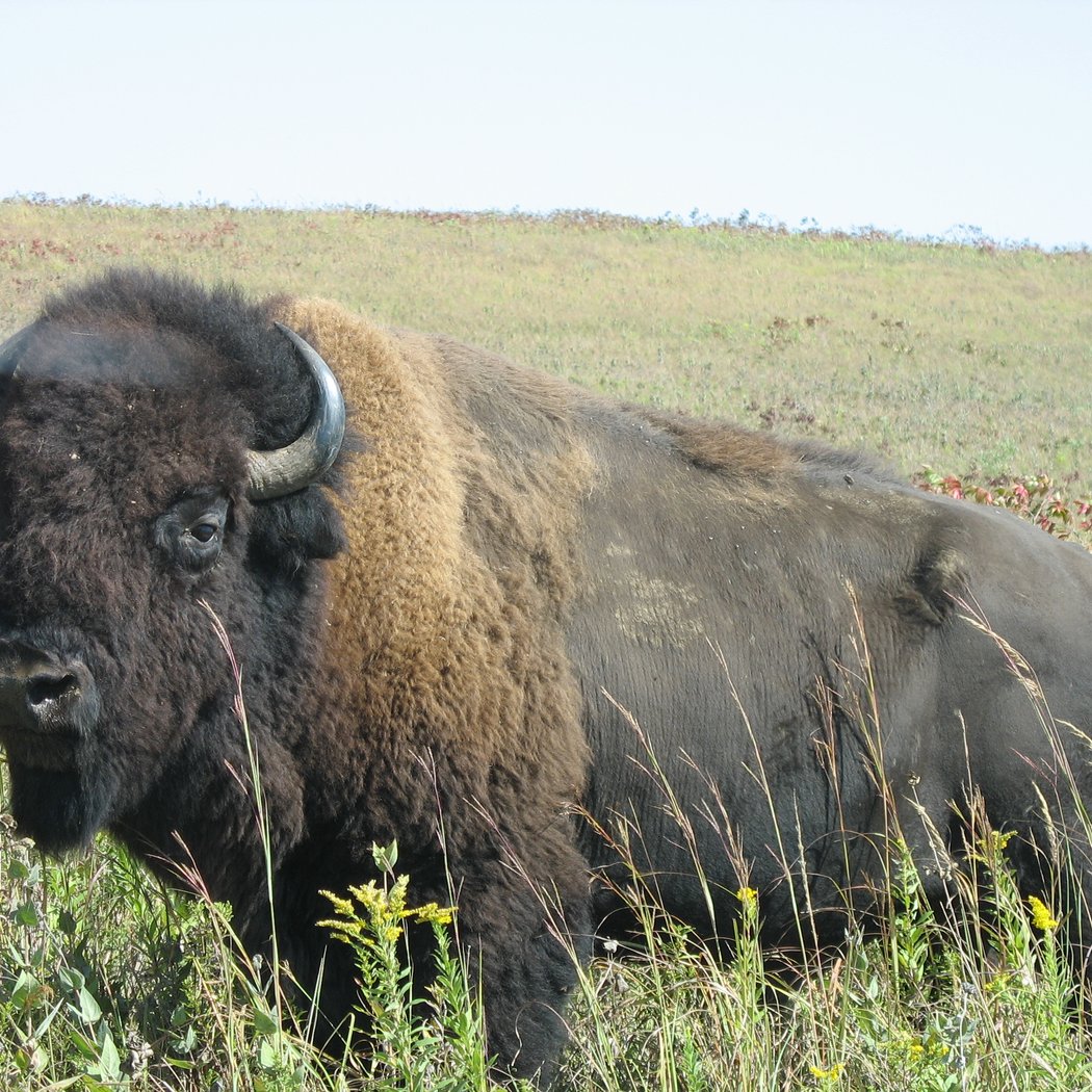 Guided Bison Saunter 2