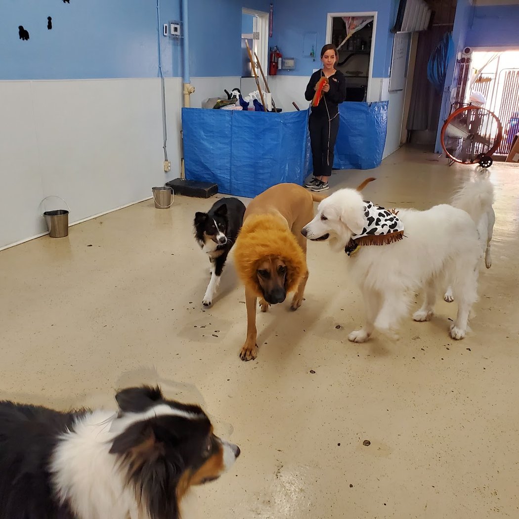 Canine Corral Dog Daycare 2