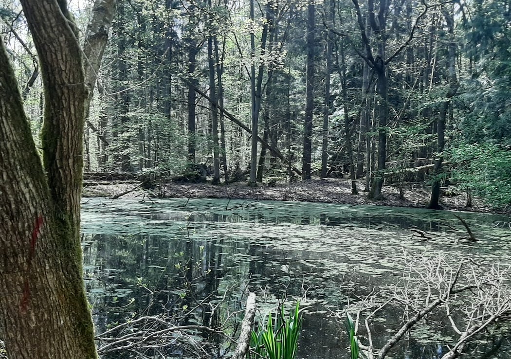 Forêt de Malvoisine 3