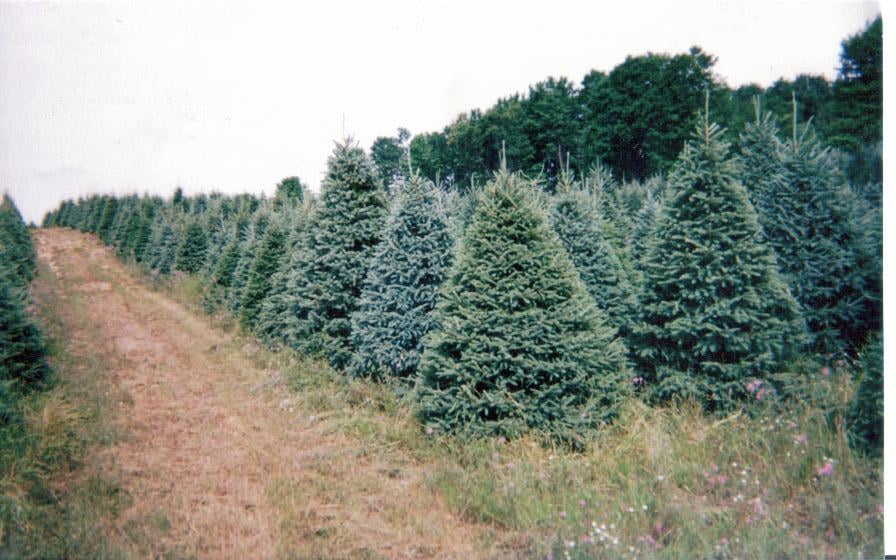 Paul LaTorre's Christmas Tree Lot 2