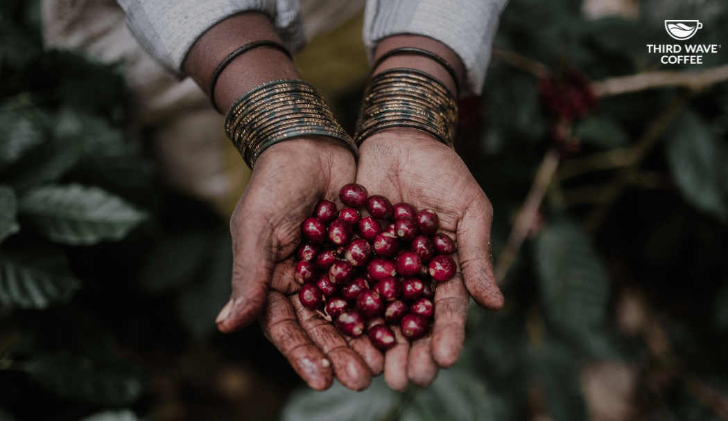 Third Wave Coffee 1