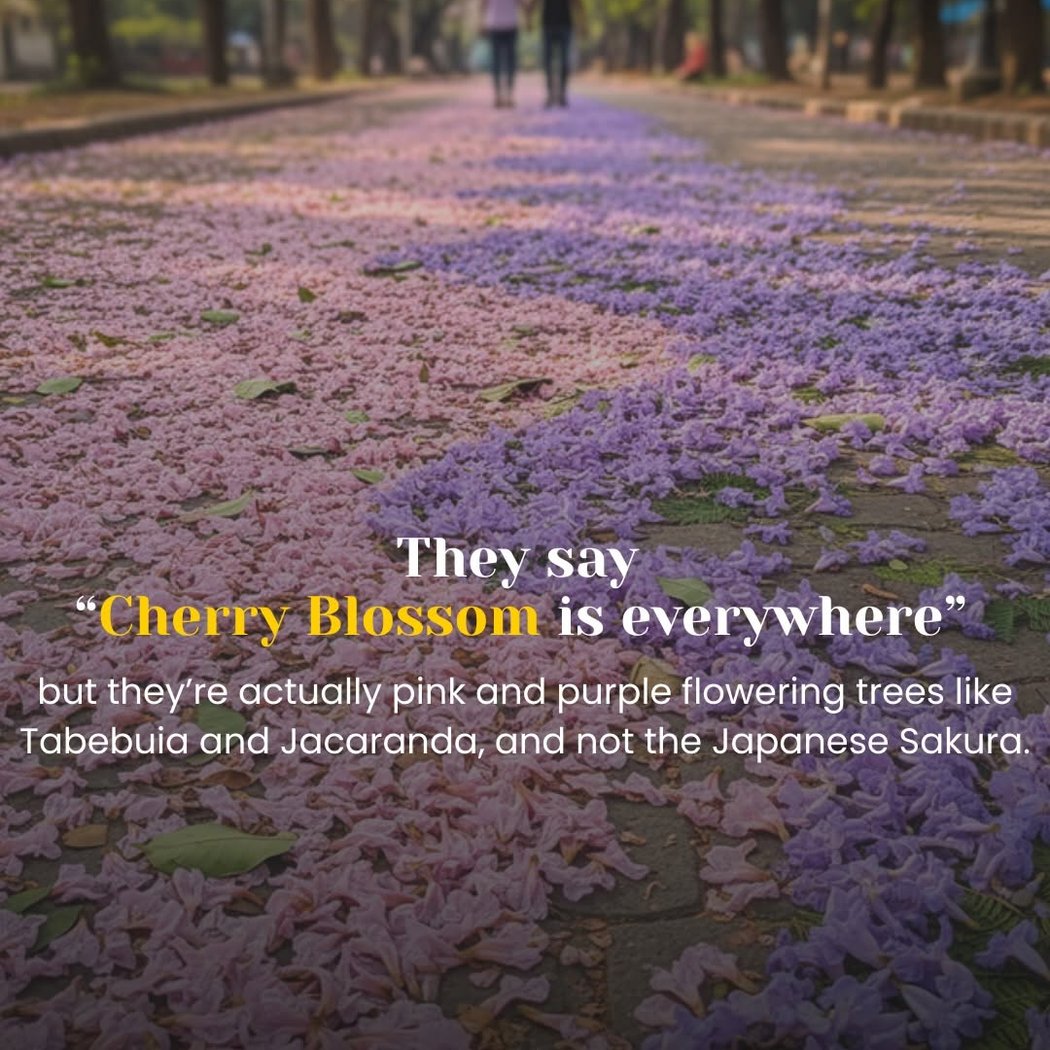 Tabebuia blossoms 3