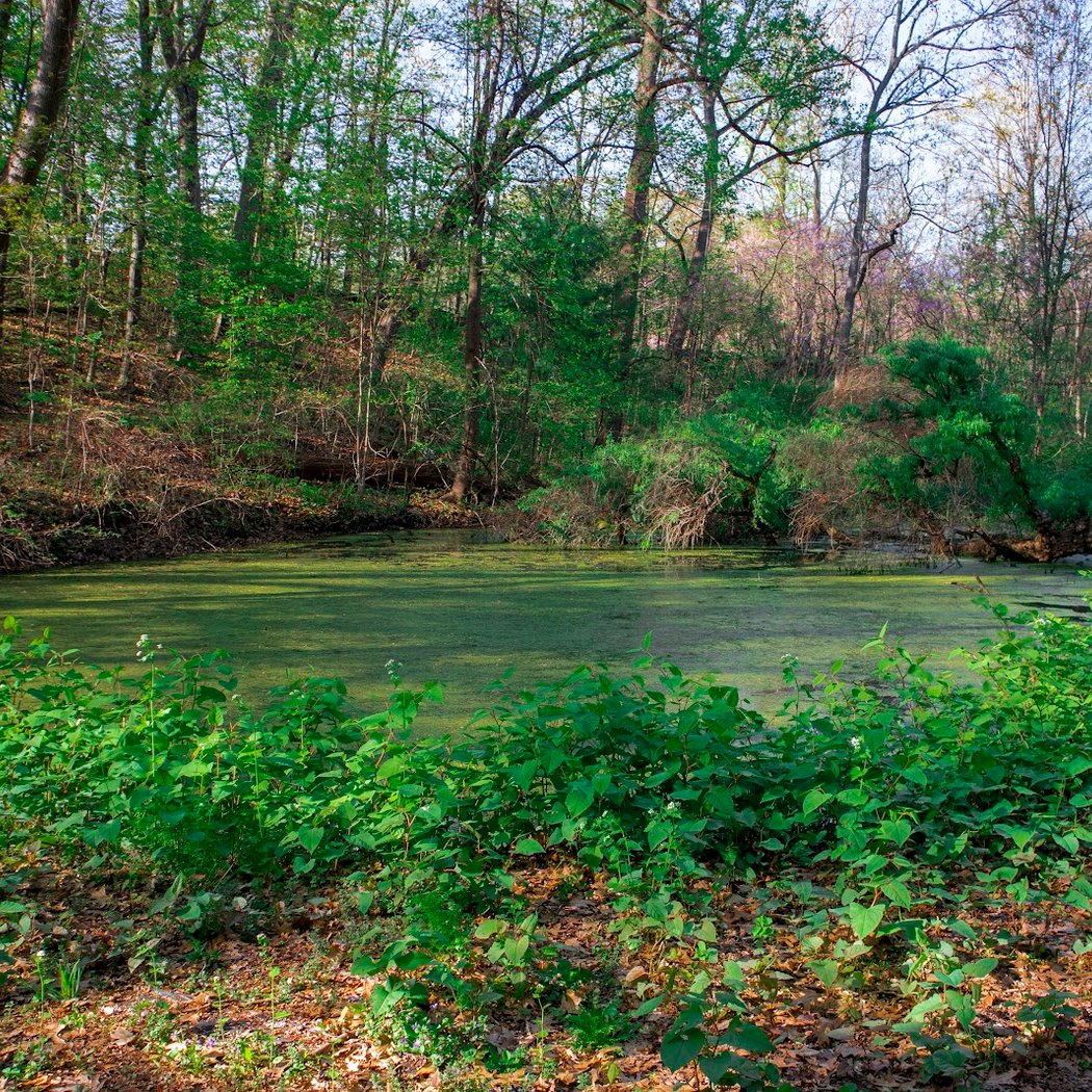Fern Tor Nature Preserve 1