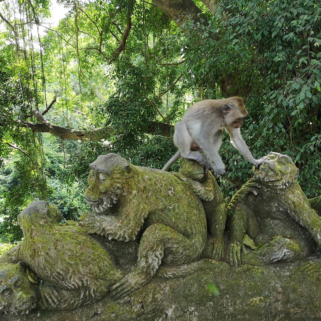 Sacred Monkey Forest Sanctuary 3