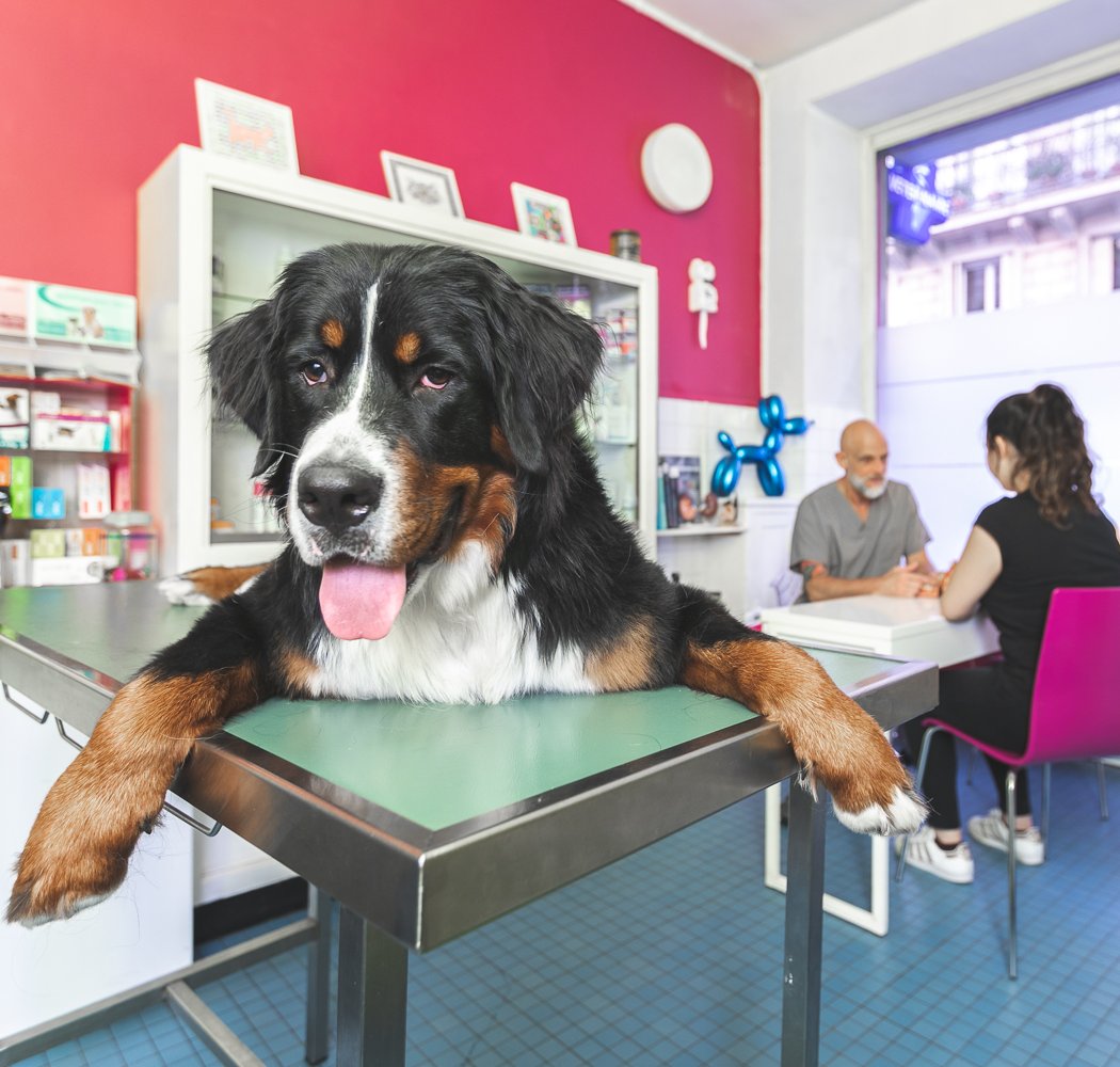 Veterinarian Clinic dr.Dobbelaere 1