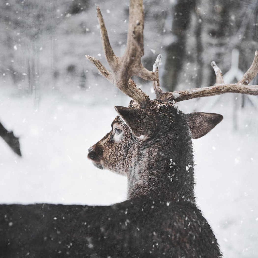 Winter Wildlife Walk 1