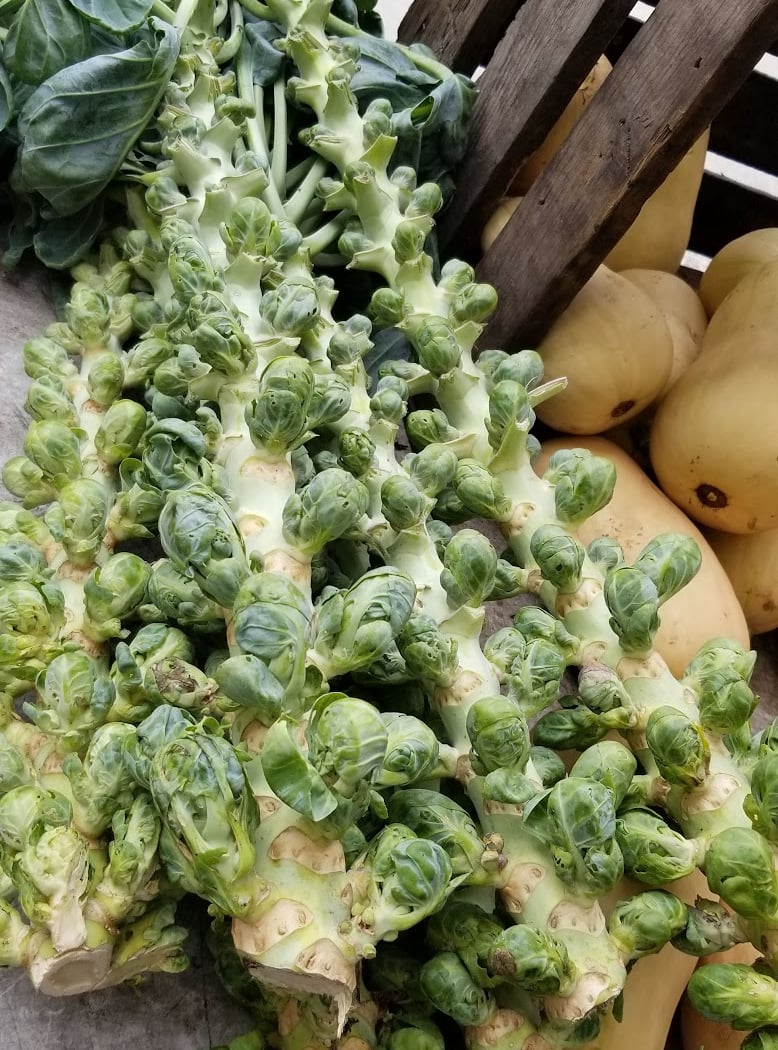 Boro Park Greenmarket 1