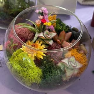 Open Glass Terrarium Class 2