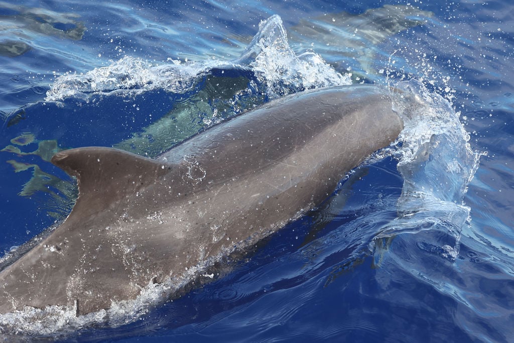 Wild Side Specialty Tours - Small Group Whale Watching, Dolphins Oahu Boat Tours 3