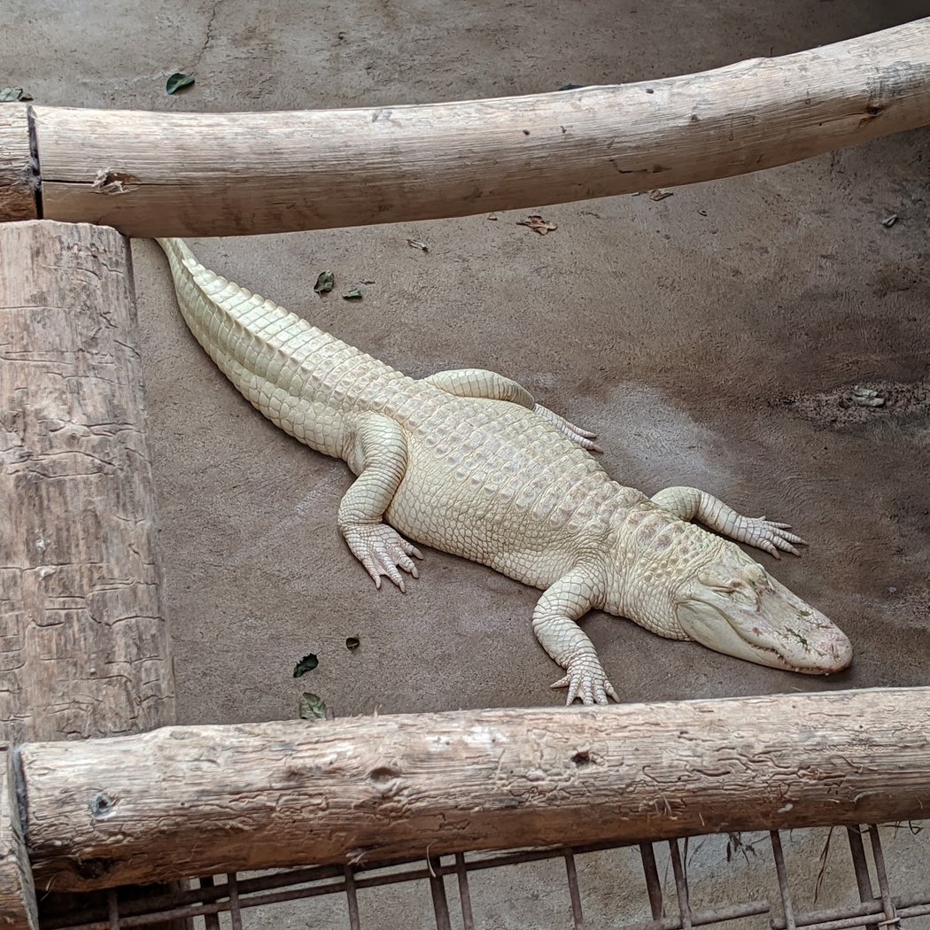 Alligator Bay 3