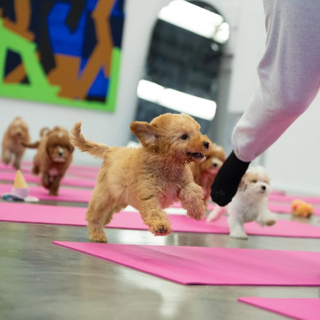 Golden Retriever X Poodle Puppy Yoga 1