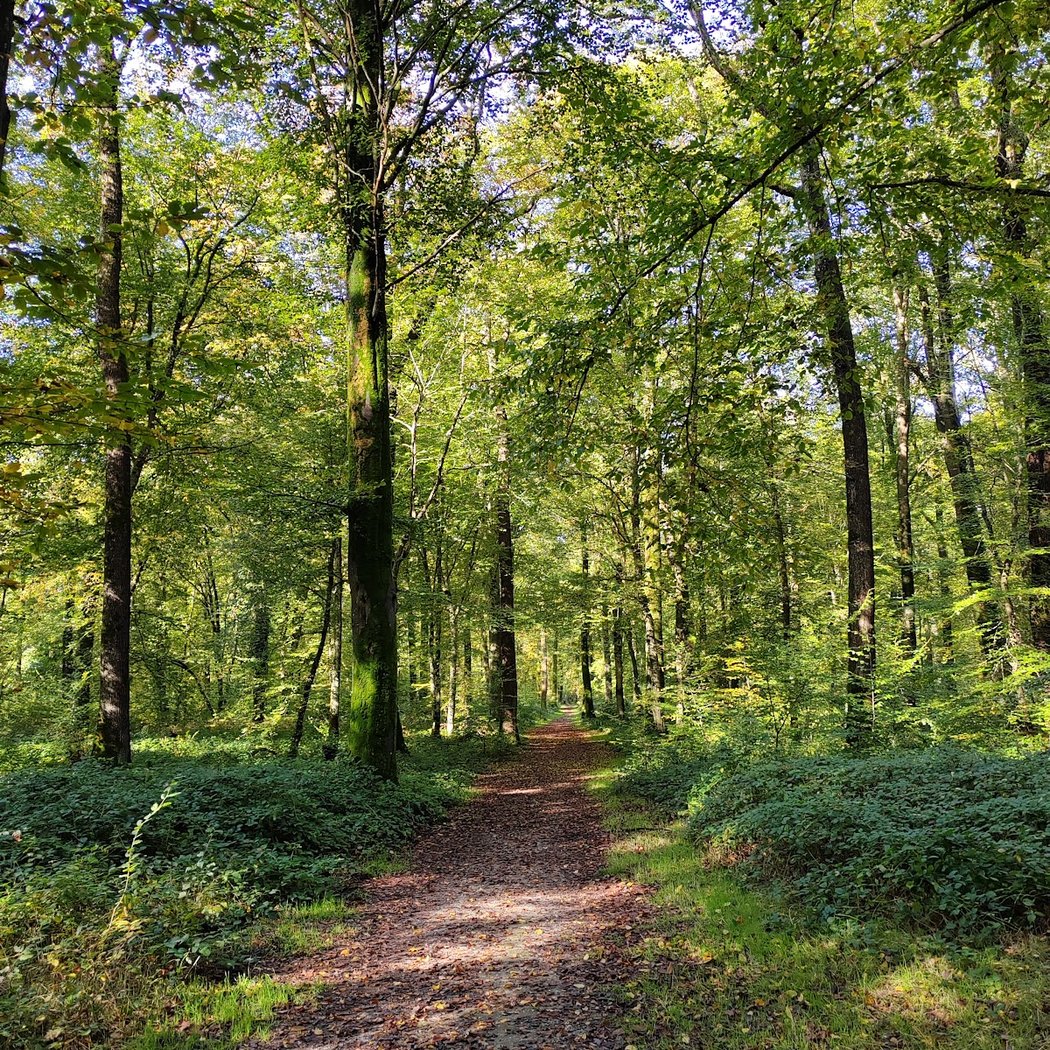 Foret Domaniale de Crecy 1