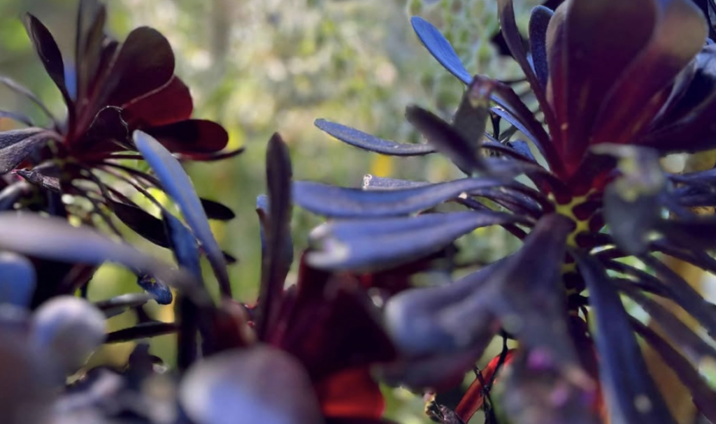 Échange de plantes 1
