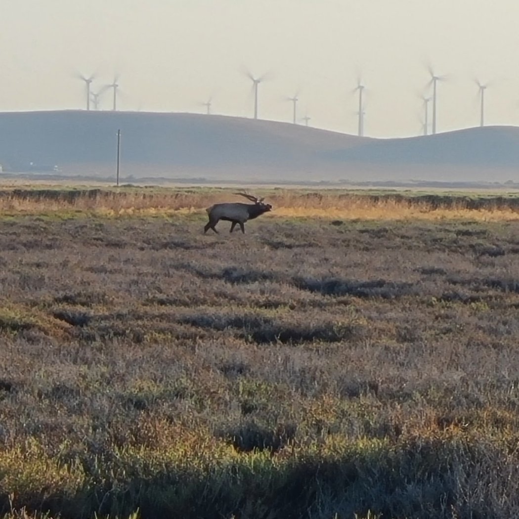 Grizzly Island Wildlife Area 1