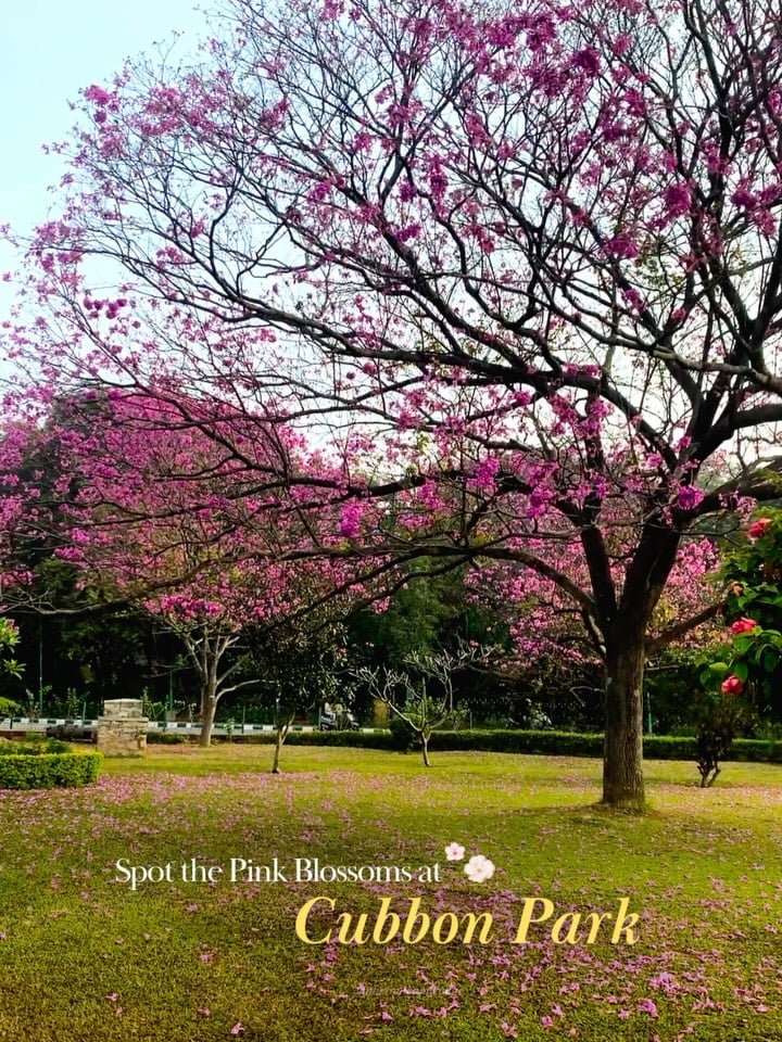Spot the Pink Blossoms 1