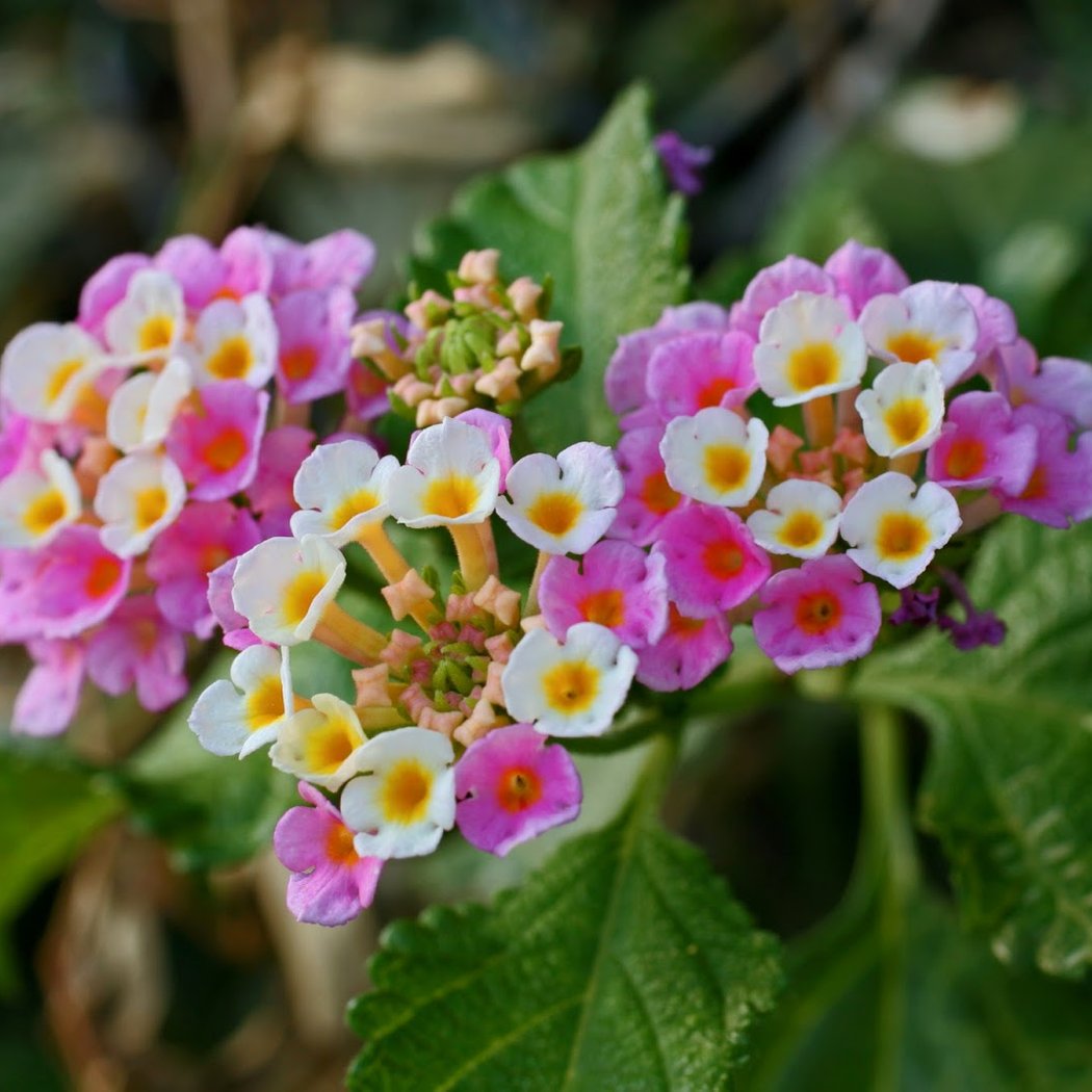 Sloat Garden Center 3