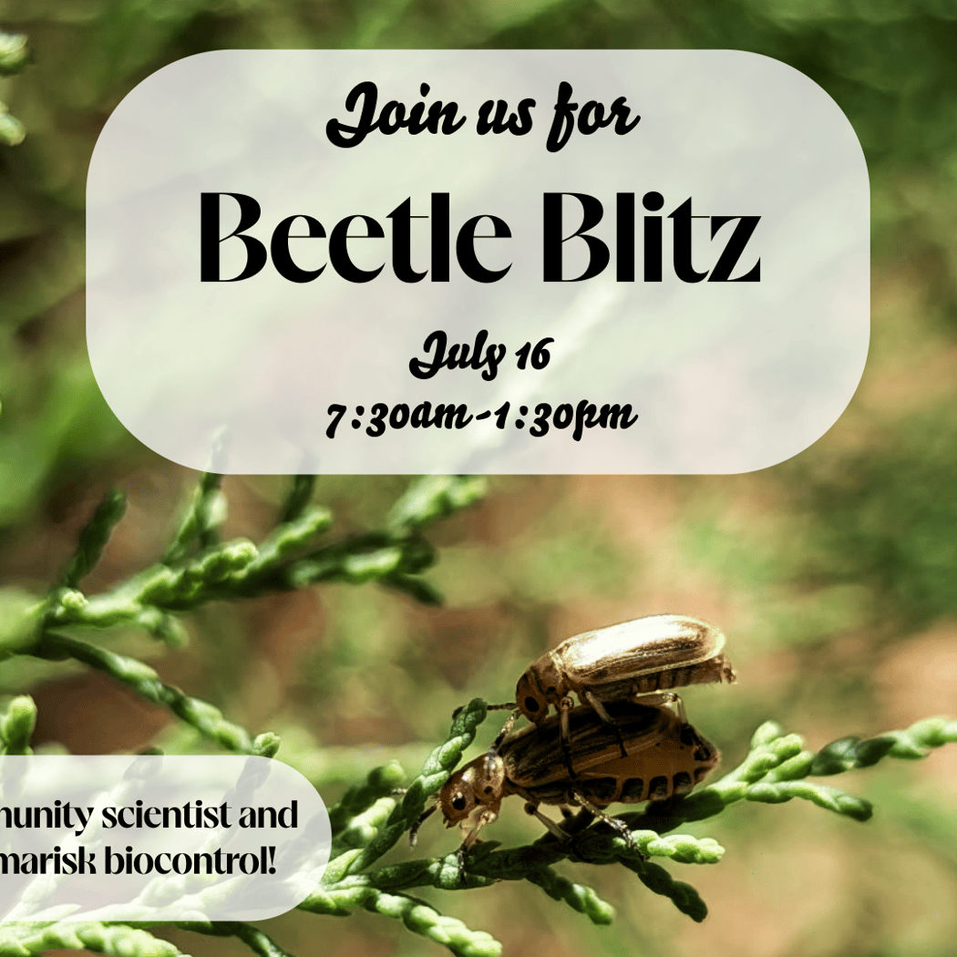 Beetle Blitz Citizen Science Program 1