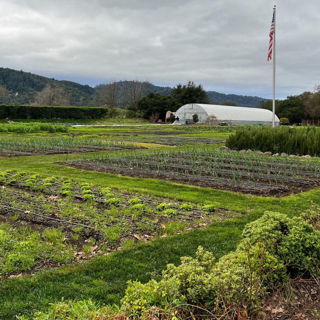 The French Laundry Culinary Garden 3