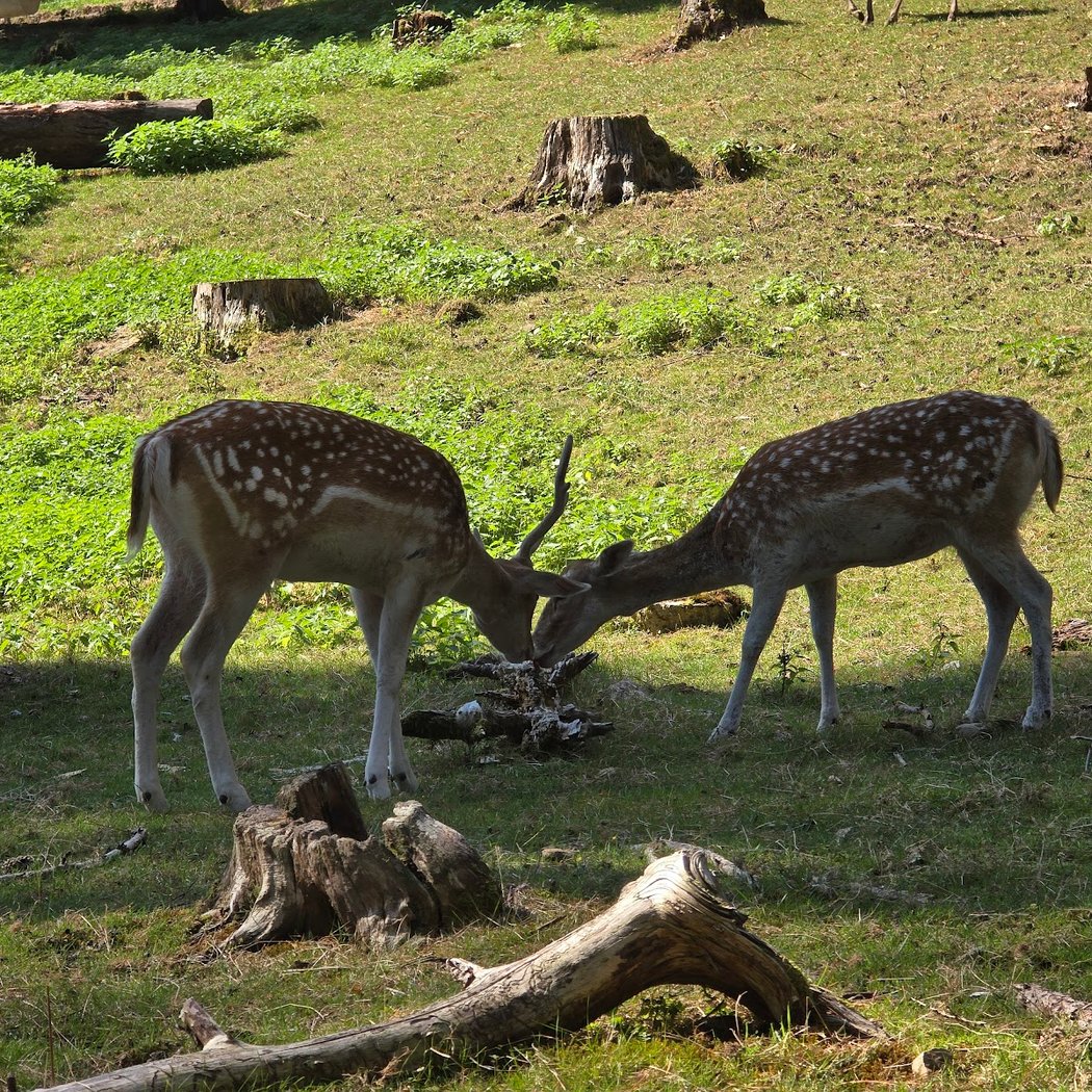 Parc Animalier de la Grande Jeanne 2