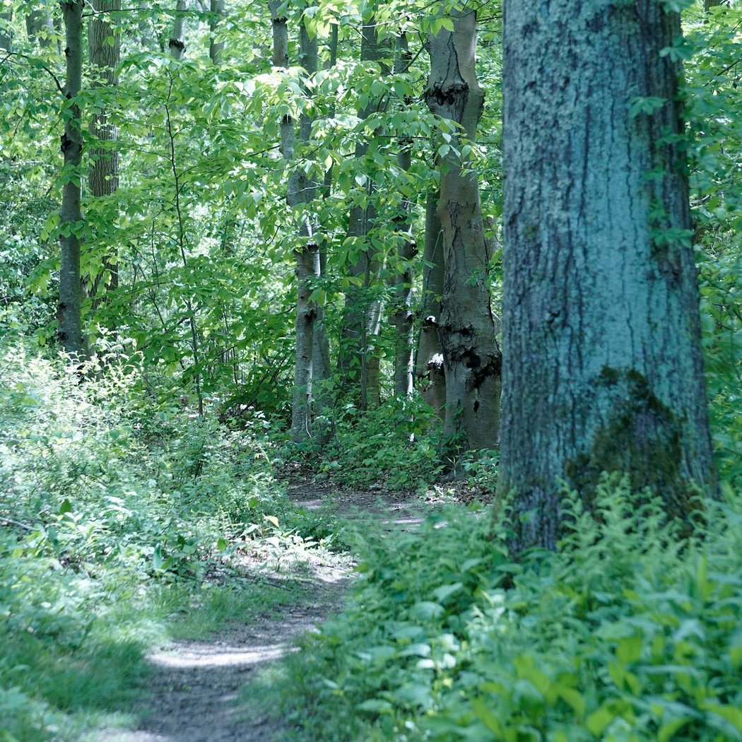 Jayne's Hill 2