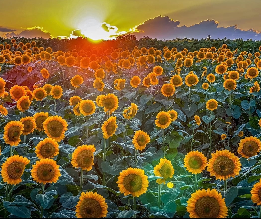 Sunflower Festival 1