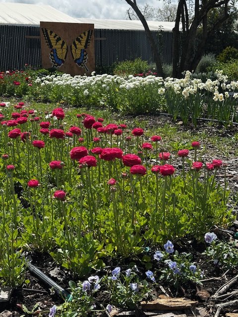Artist’s Garden Oasis AGO 3