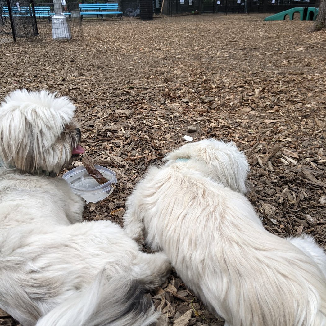 Marcus Garvey Dog Run 3