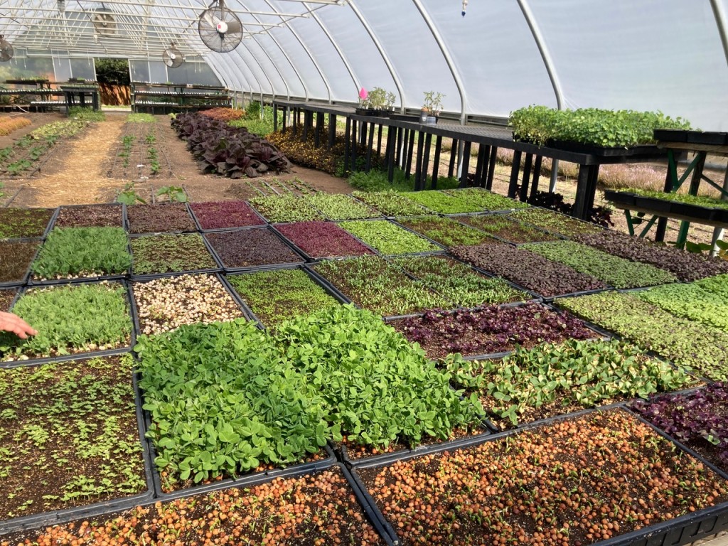 The French Laundry Culinary Garden 2