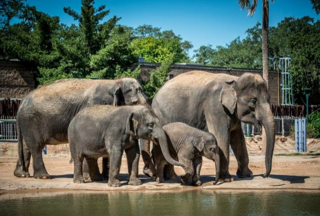 World Elephant Day Celebration 1