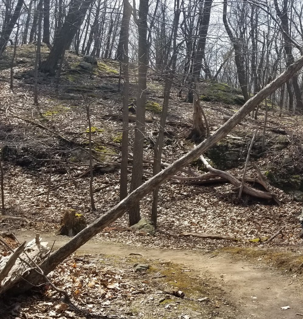 Forest Bathing 2