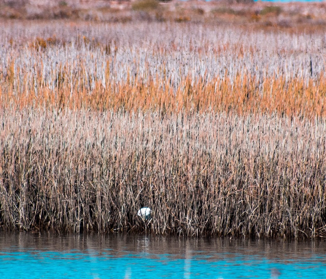 Santa Venetia Marsh Preserve 3