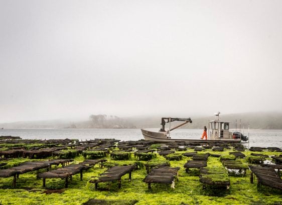 The Boat Oyster Bar at the Hog Island Oyster Farm