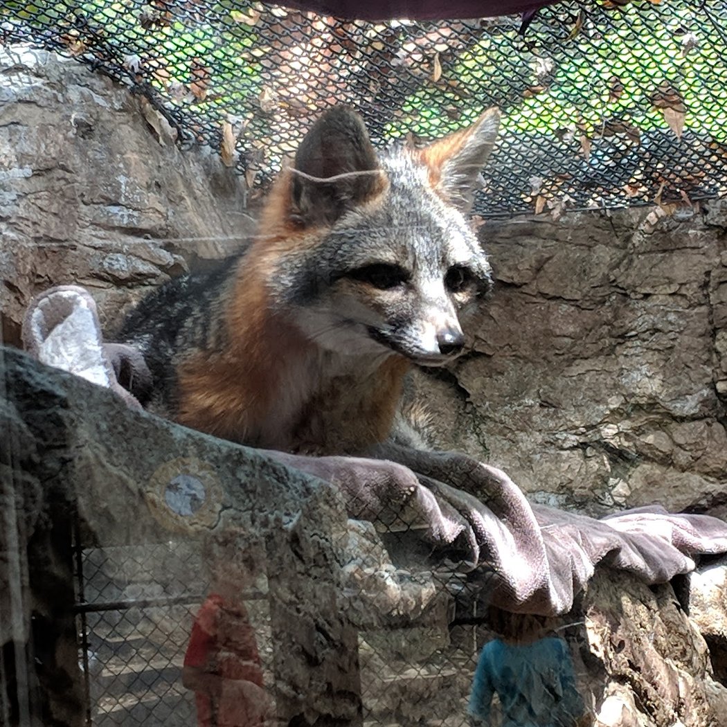 Animals in Action 3