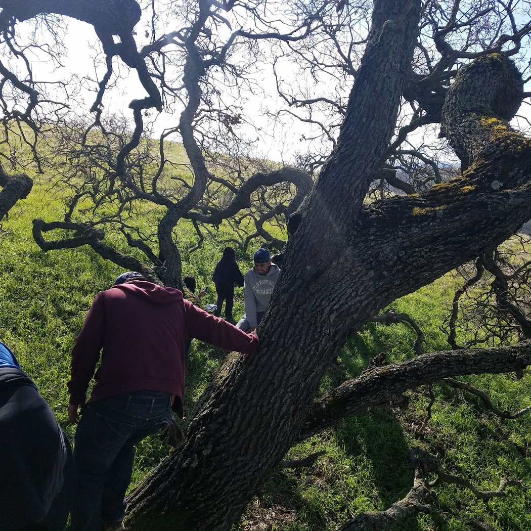 Ten Trees - Old Valley Oak 3