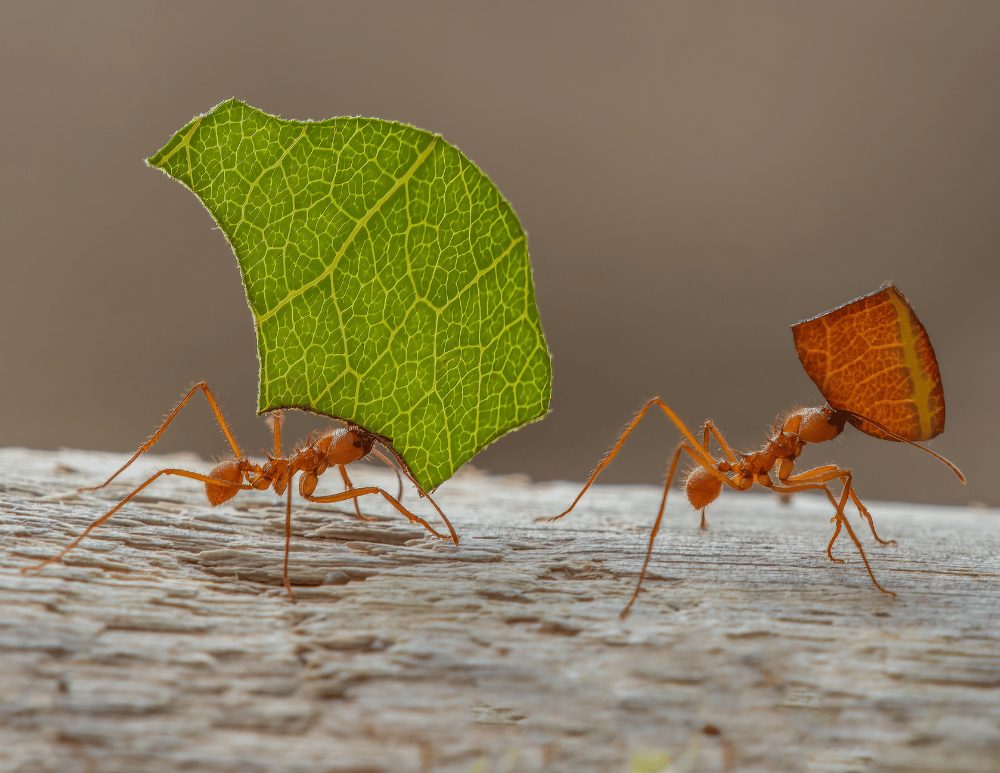 Bug Buddies: Ants 1
