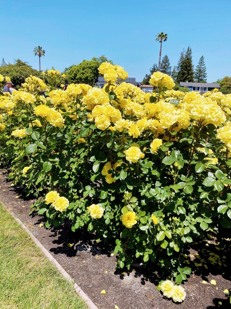 Municipal Rose Garden 3