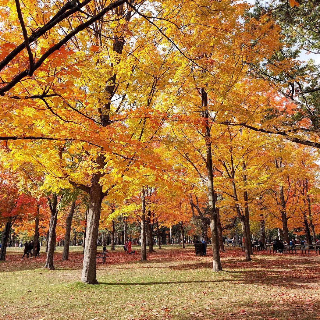 High Park 1
