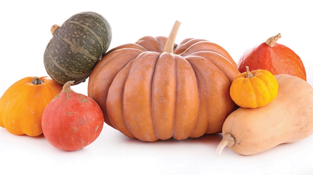 Harvest Fest 1
