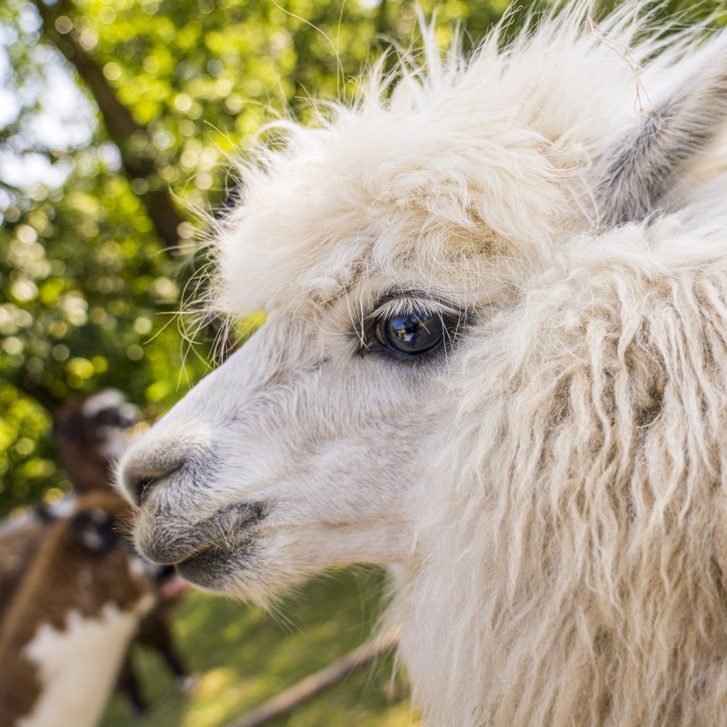 Natural'Parc Zoo-Attractions 4