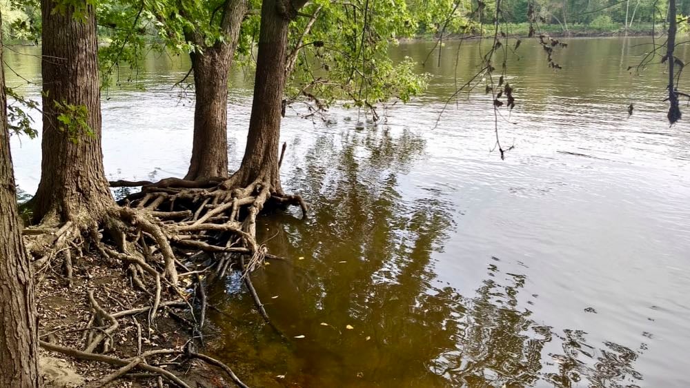 Roots of Resilience: Healthy Forests, Healthy Communities 3