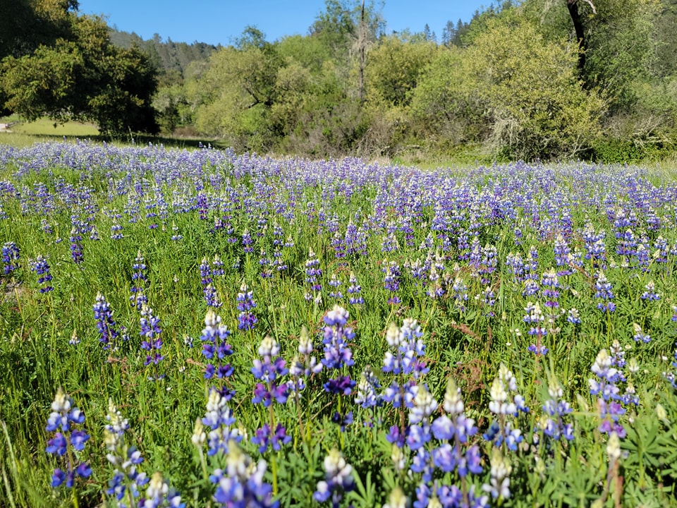 Quail Hollow Ranch County Park 1