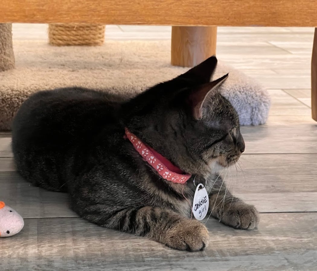 Meows Corner 2