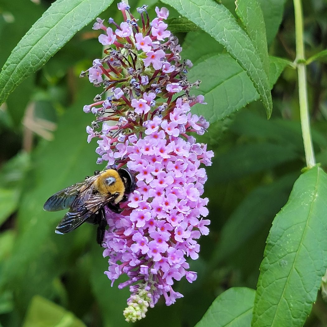 Inwood Butterfly Sanctuary 2